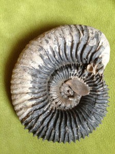 le-cote-d-albatre---heuqueville-fossiles-1